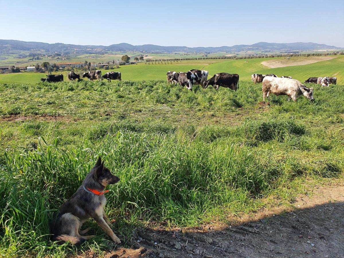 Il Giogo Agriturismo Rosignano Marittimo Buitenkant foto